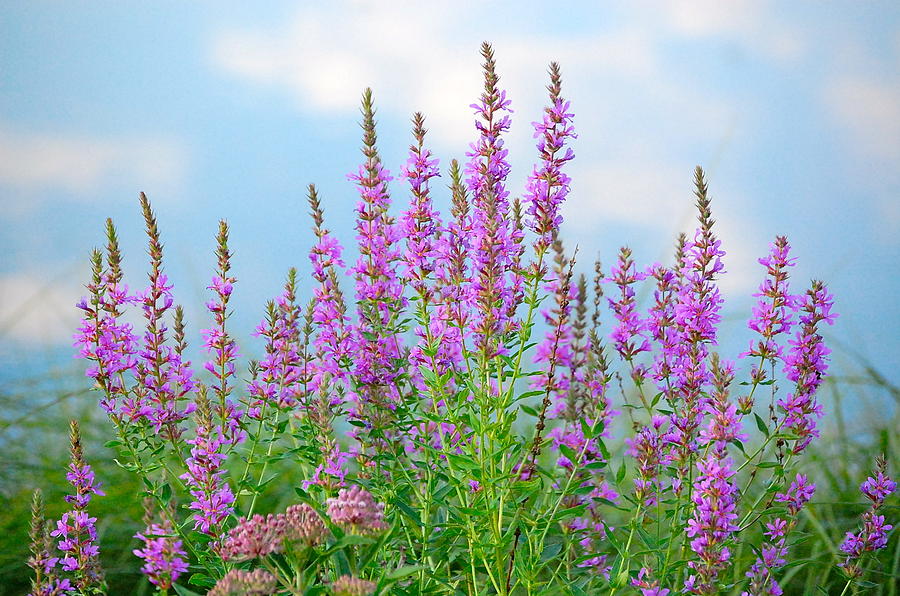 Purple Loosestrife II Photograph by Mary McAvoy