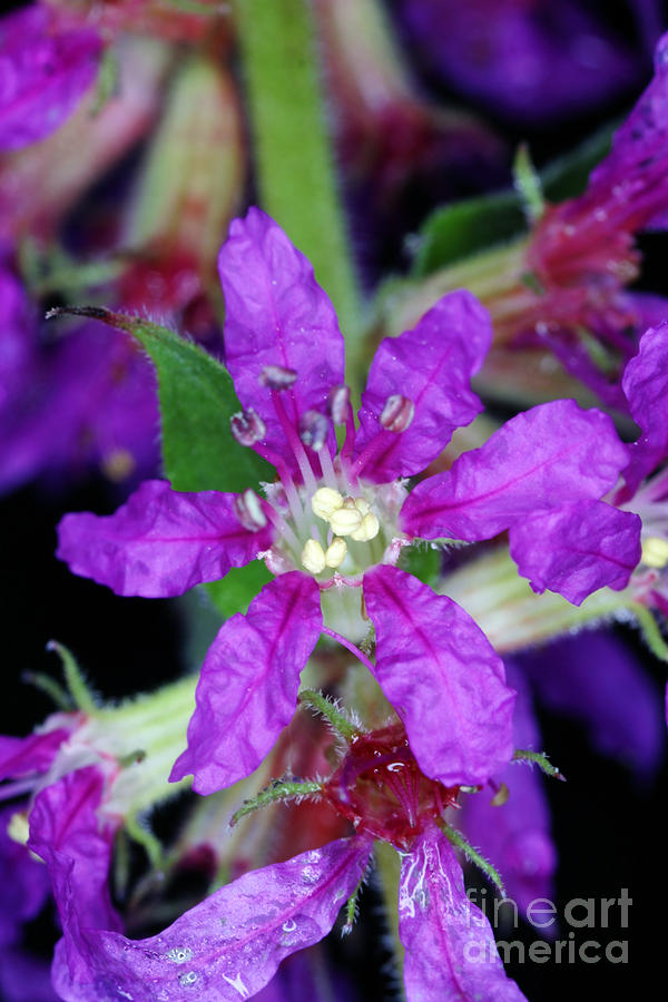 Purple Loosestrife Photograph by Ted Kinsman