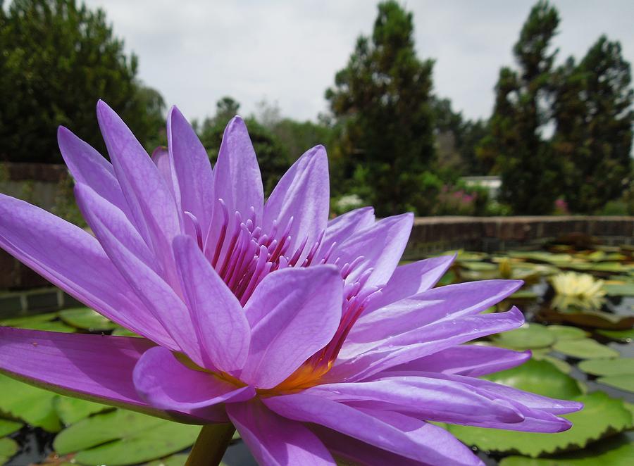 Purple Lotus Flower Photograph by Chad and Stacey Hall
