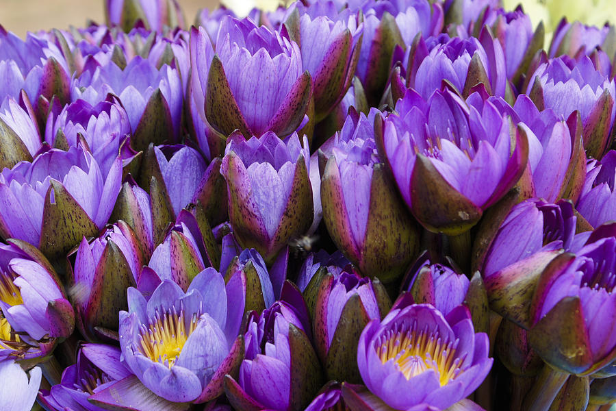 Purple Lotus Photograph by Michele Burgess