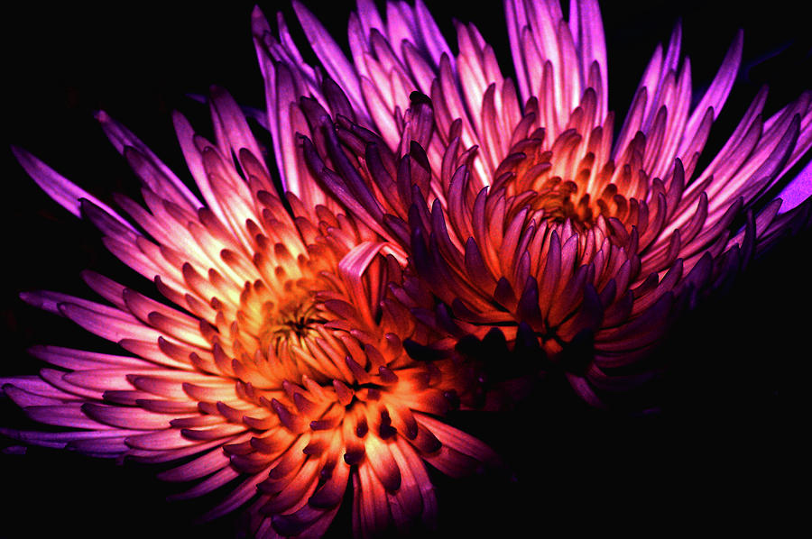 Purple Luminescence Photograph by Lisa Hollingsworth - Fine Art America