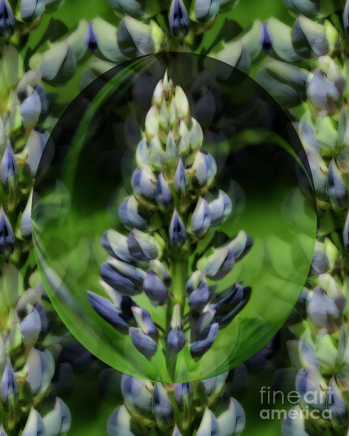 Purple Lupine Beauty Photograph by Smilin Eyes Treasures