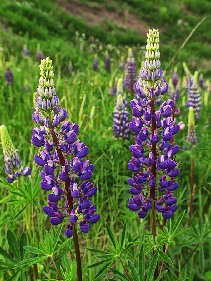 Purple Lupine Flower Blossoms No.824 Photograph by Randall Nyhof