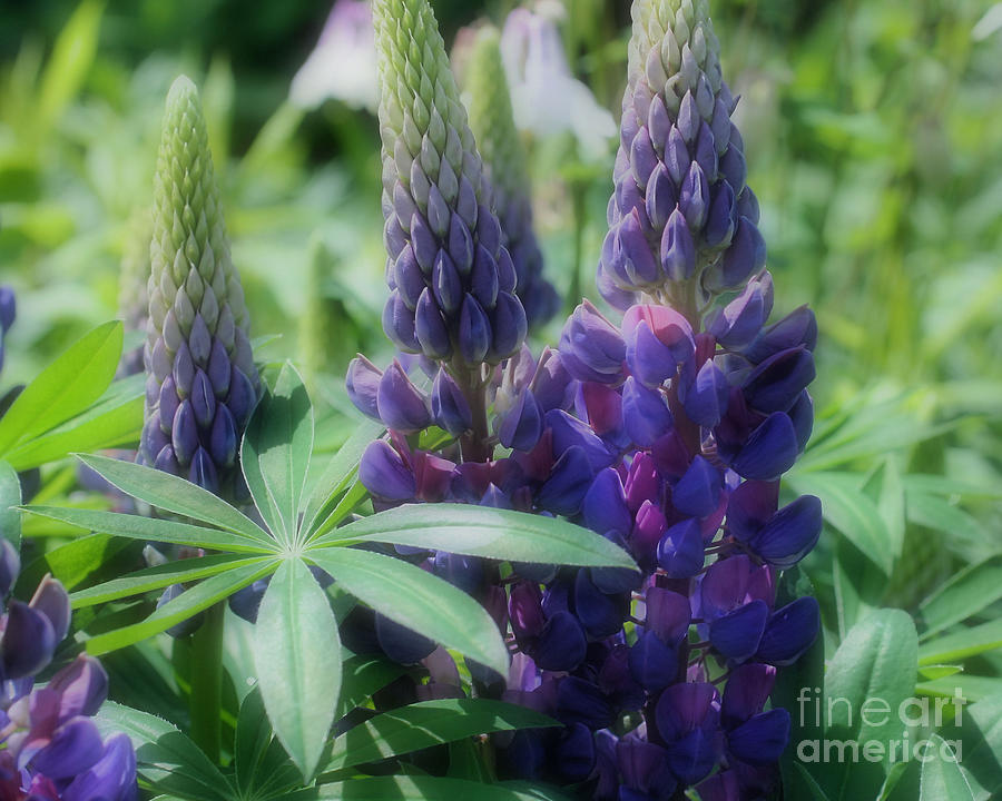 Purple Lupine Flowers In Sunshine Photograph by Smilin Eyes Treasures