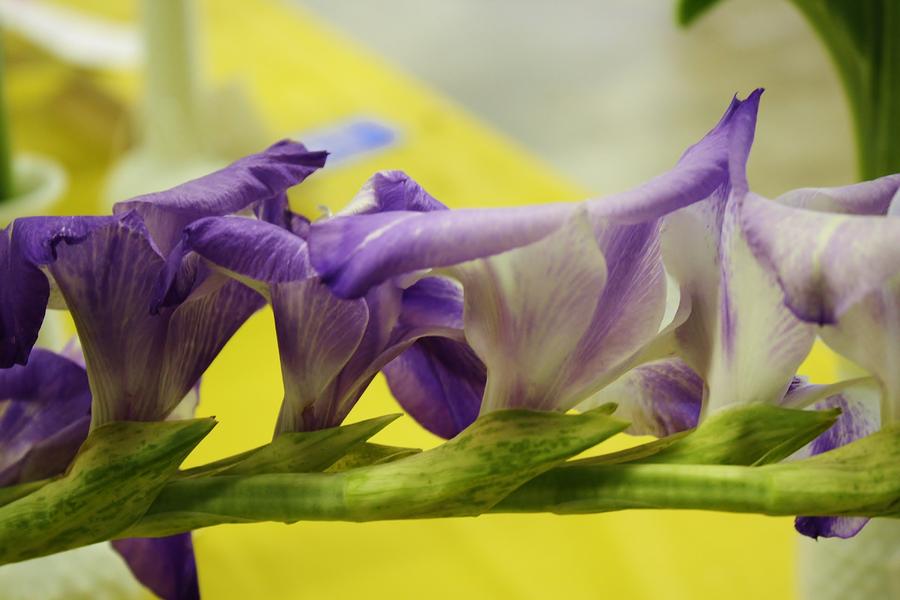 Purple Lush Gladiola Photograph by Bruce Bley