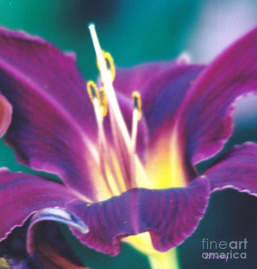 Purple Magic Daylily Photograph by Susan Stevens Crosby
