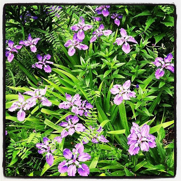Flower Photograph - Purple by Michelle White