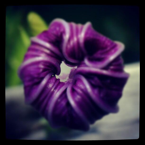 Purple Photograph - #purple #morning #glory by Sikena Khadija