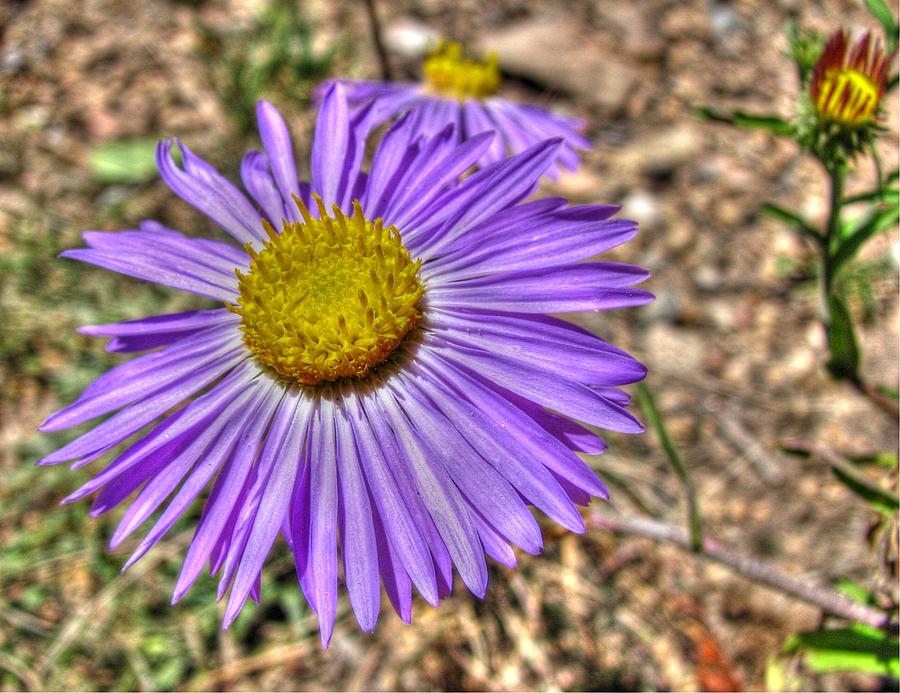 Purple Mountain Daisy Photograph by Aaron Burrows