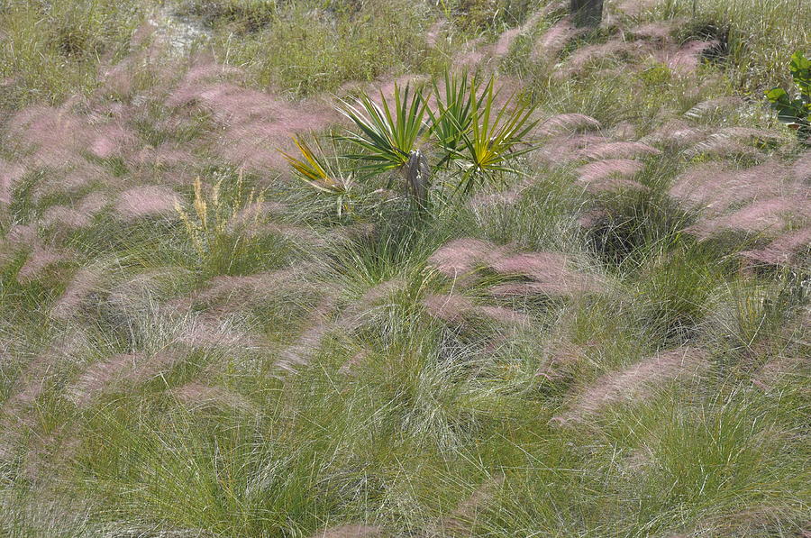 Beach Photograph - Purple Muhly Grass On Tigertail Beach  by Rich Bodane
