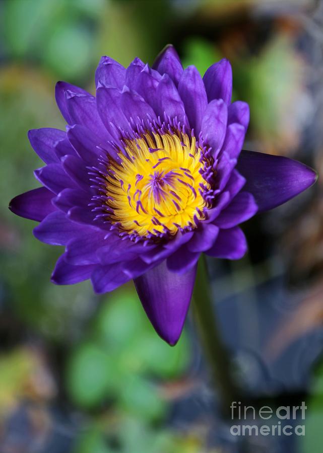 Purple n Yellow Water Lily Photograph by Sabrina L Ryan