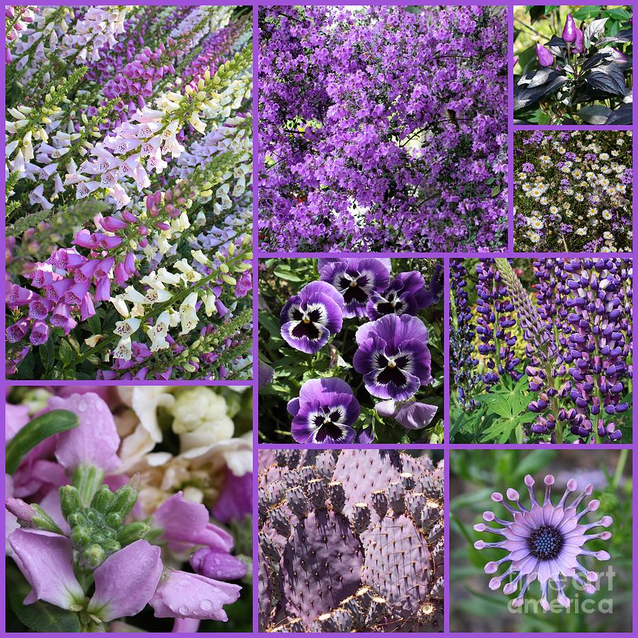Purple Nature Collage Photograph by Carol Groenen