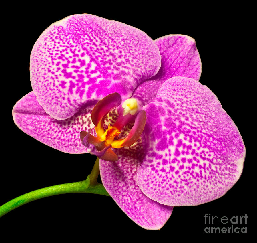 Purple Orchid Bloom Photograph by Michael Waters Purple Orchid Bloom Photograph by Michael Waters