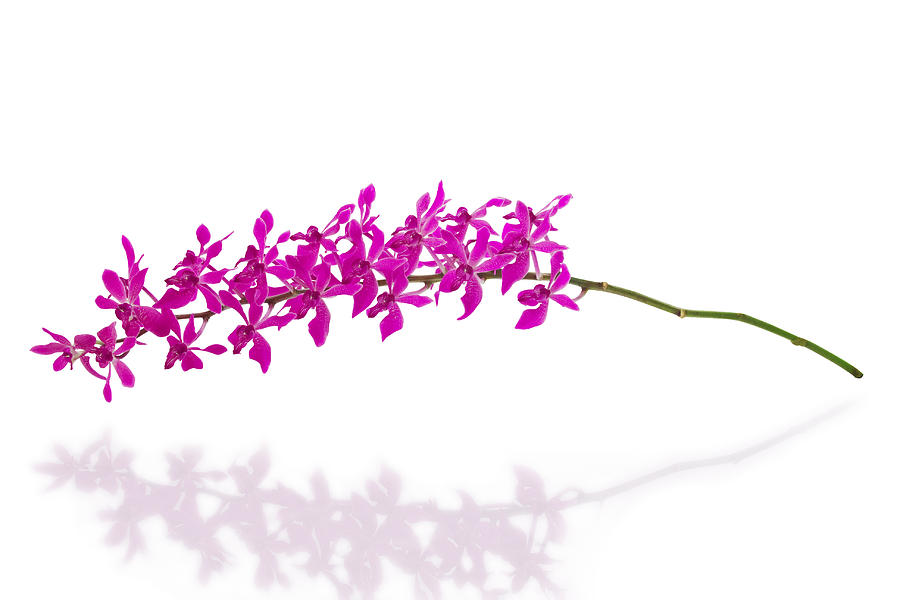 Purple Orchid Bunch Isolated Photograph by Atiketta Sangasaeng - Fine ...