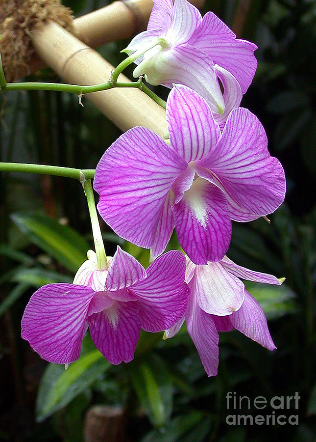 Purple Orchid Photograph by Danielle Scott