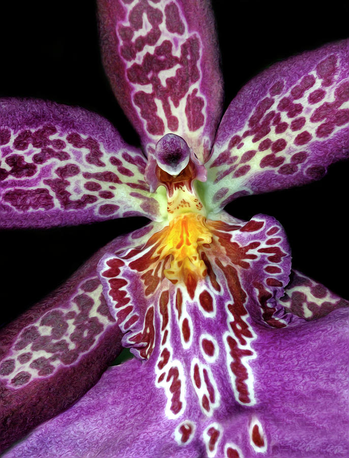 Purple Orchid Photograph by Dave Mills