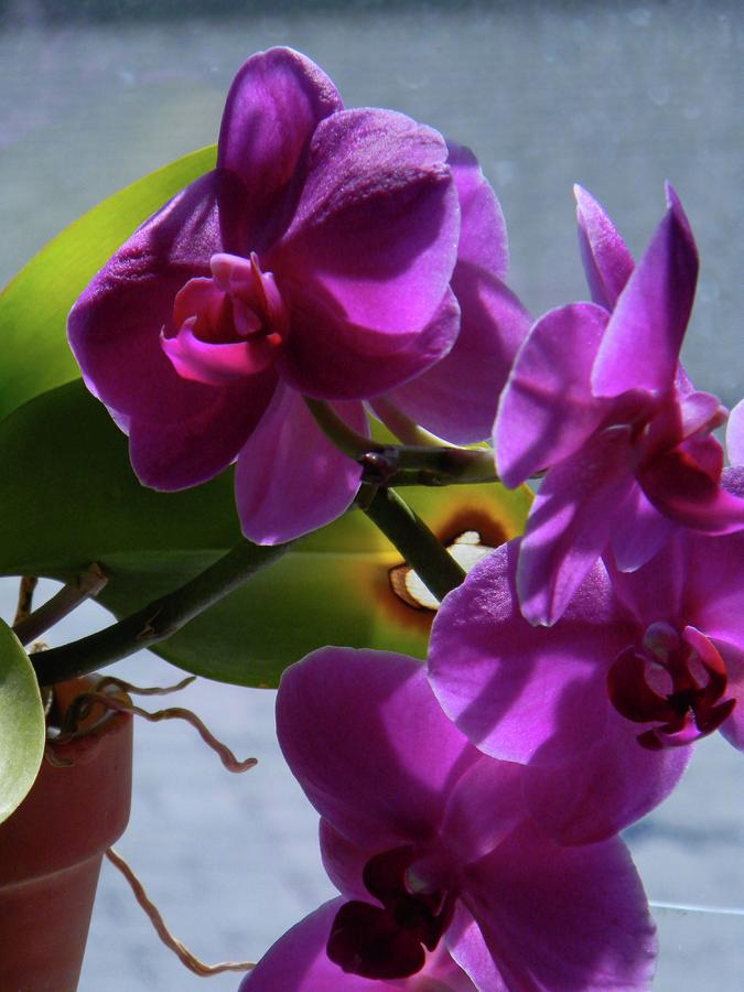 Purple Orchid in Pot Photograph by Wanda Jesfield