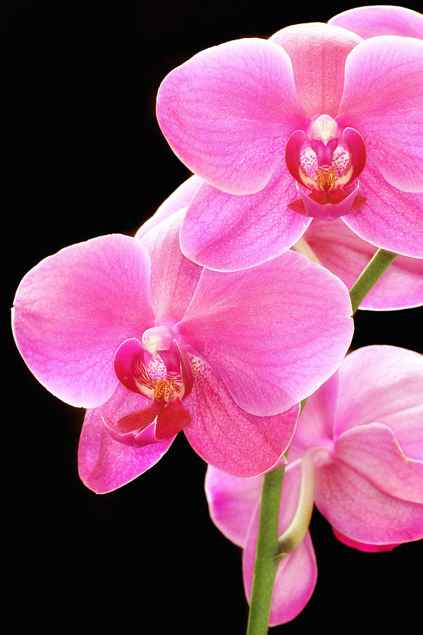 Purple Orchid Photograph by Joe Myeress