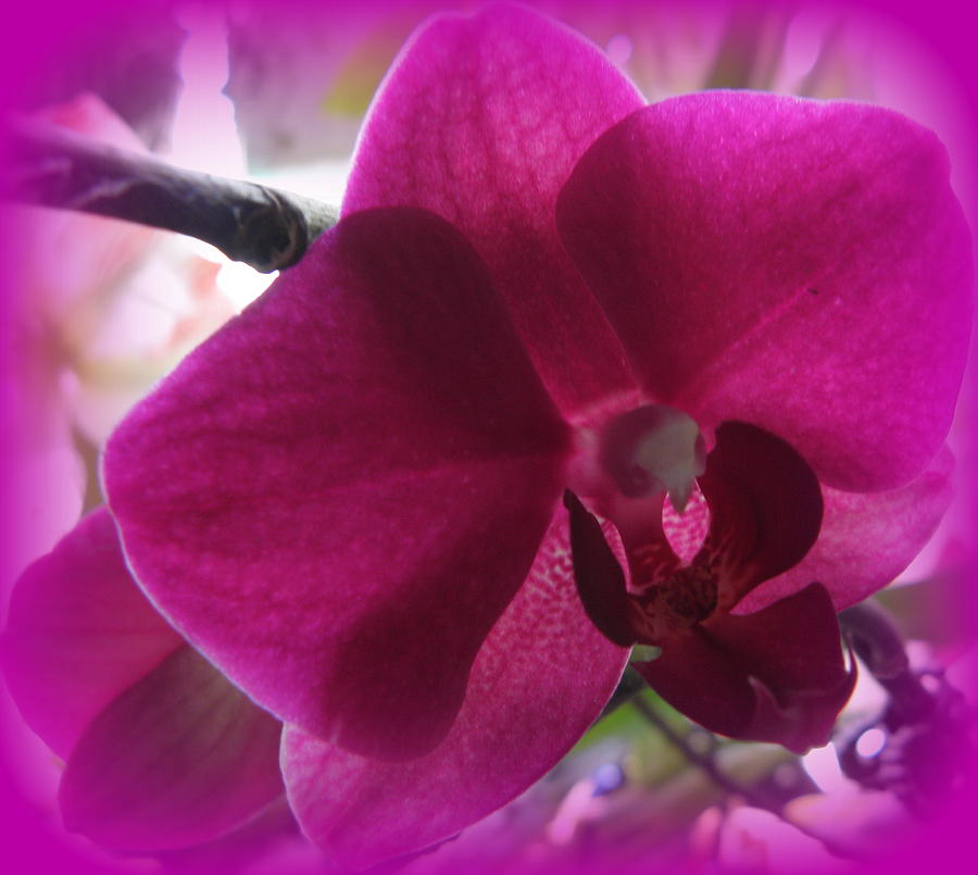Purple Orchid Photograph by Kim Galluzzo