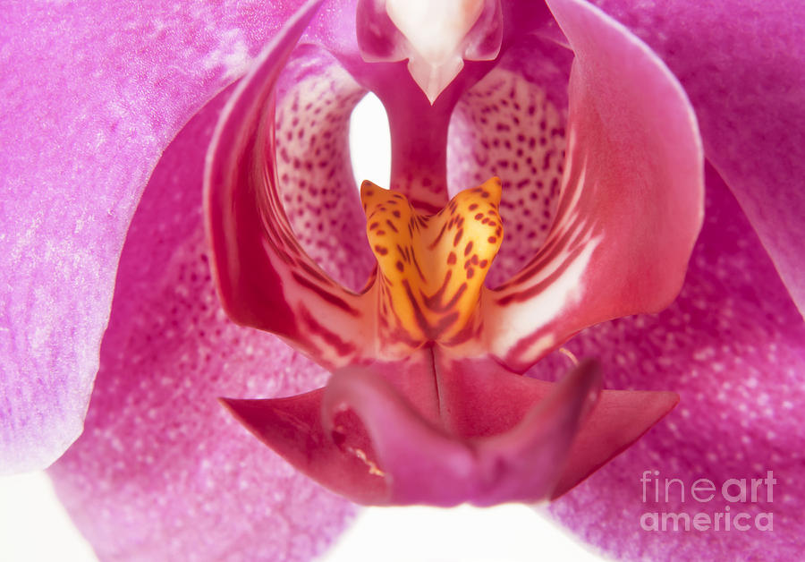 Orchid Photograph - Purple orchid macro by Blink Images