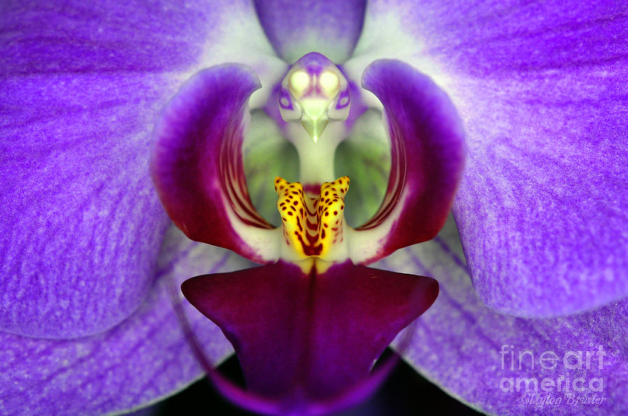 Purple Orchid Macro Photograph by Clayton Bruster