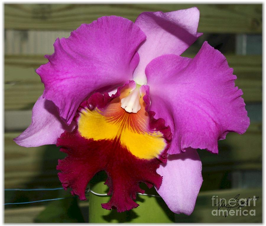 Orchid Digital Art - Purple Orchid by Maxine Bochnia
