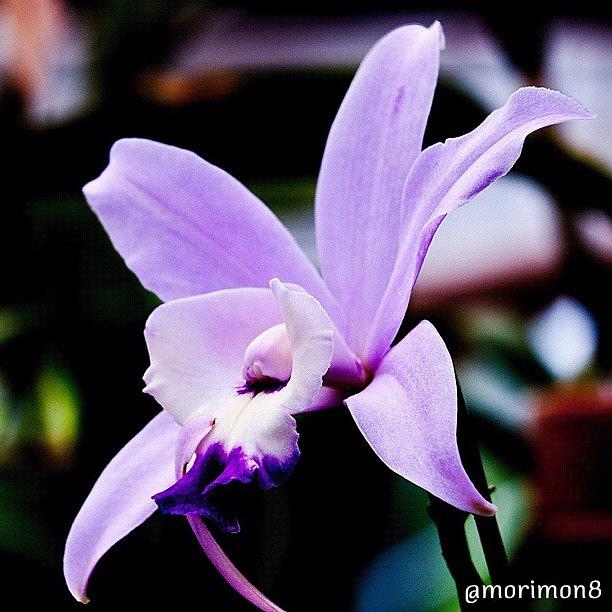 Gmy Photograph - Purple Orchid by Morley🇯🇵♂ もーりー∞♂