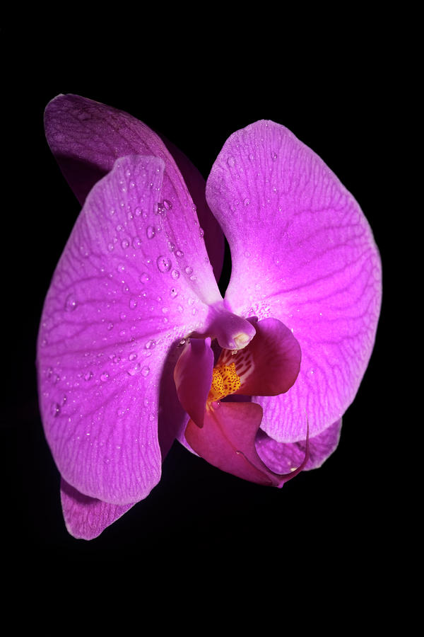 Purple Orchid Photograph by Nick  Shirghio