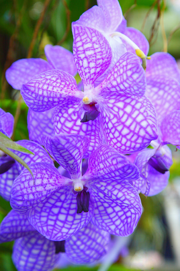 Purple Orchid Photograph by Steven Ainsworth