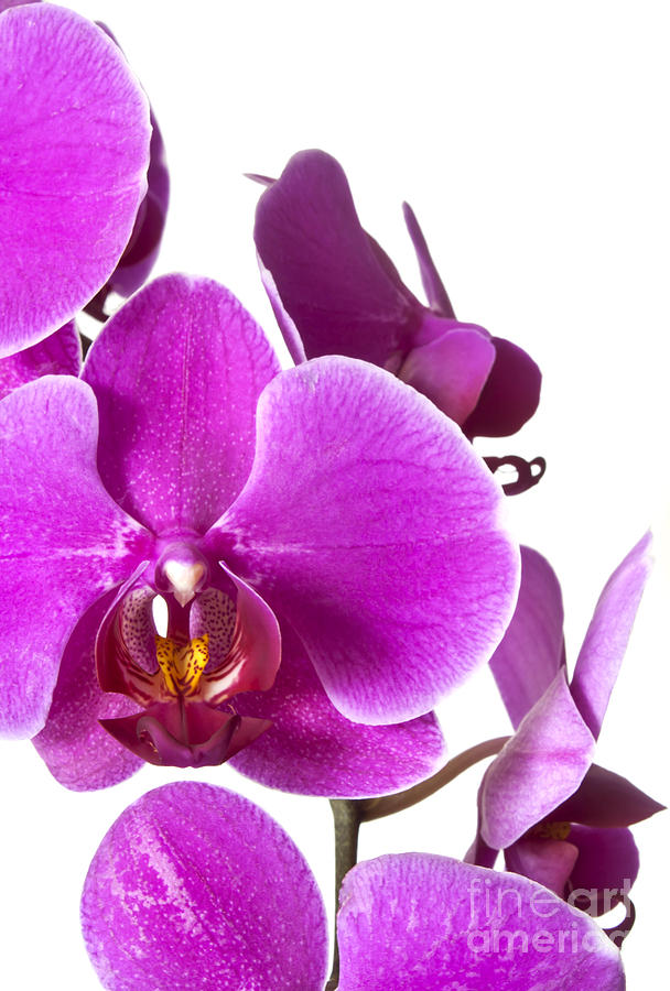 Orchid Photograph - Purple orchids by Blink Images