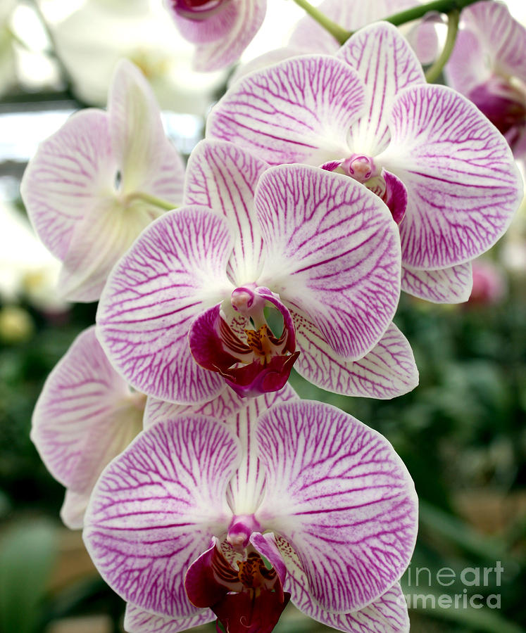 Purple Orchids Photograph by Debbie Hart