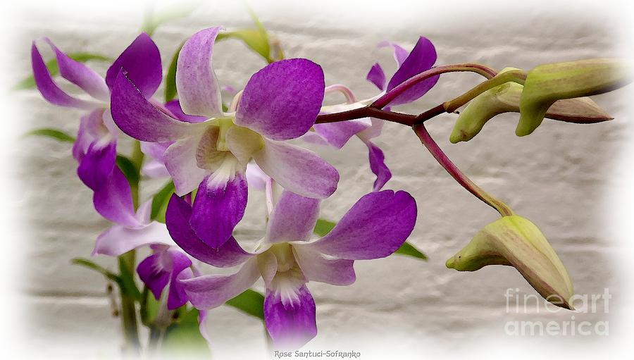 Purple orchids Photograph by Rose Santuci-Sofranko