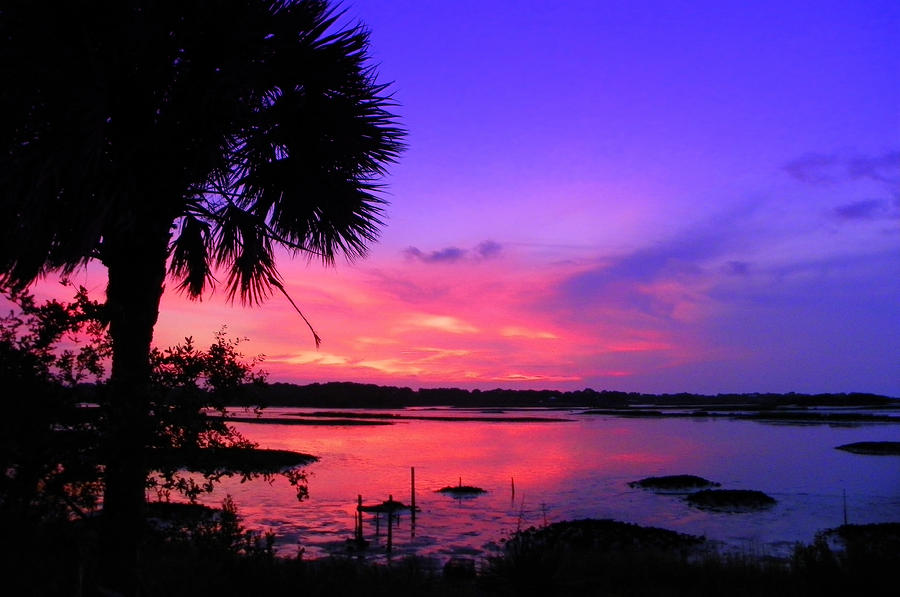 Purple Palm Sunset Photograph by Sheri McLeroy
