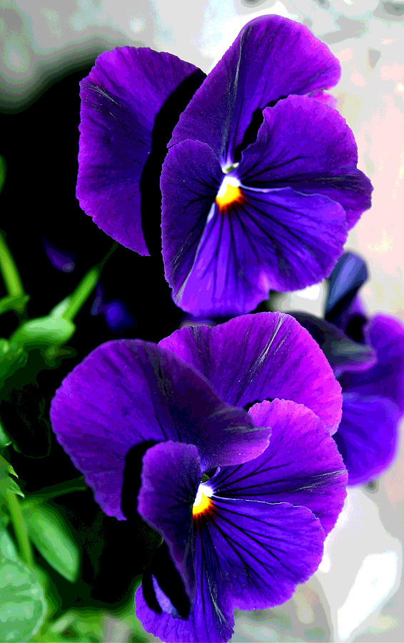 Purple Pansies Photograph by Patricia Haynes