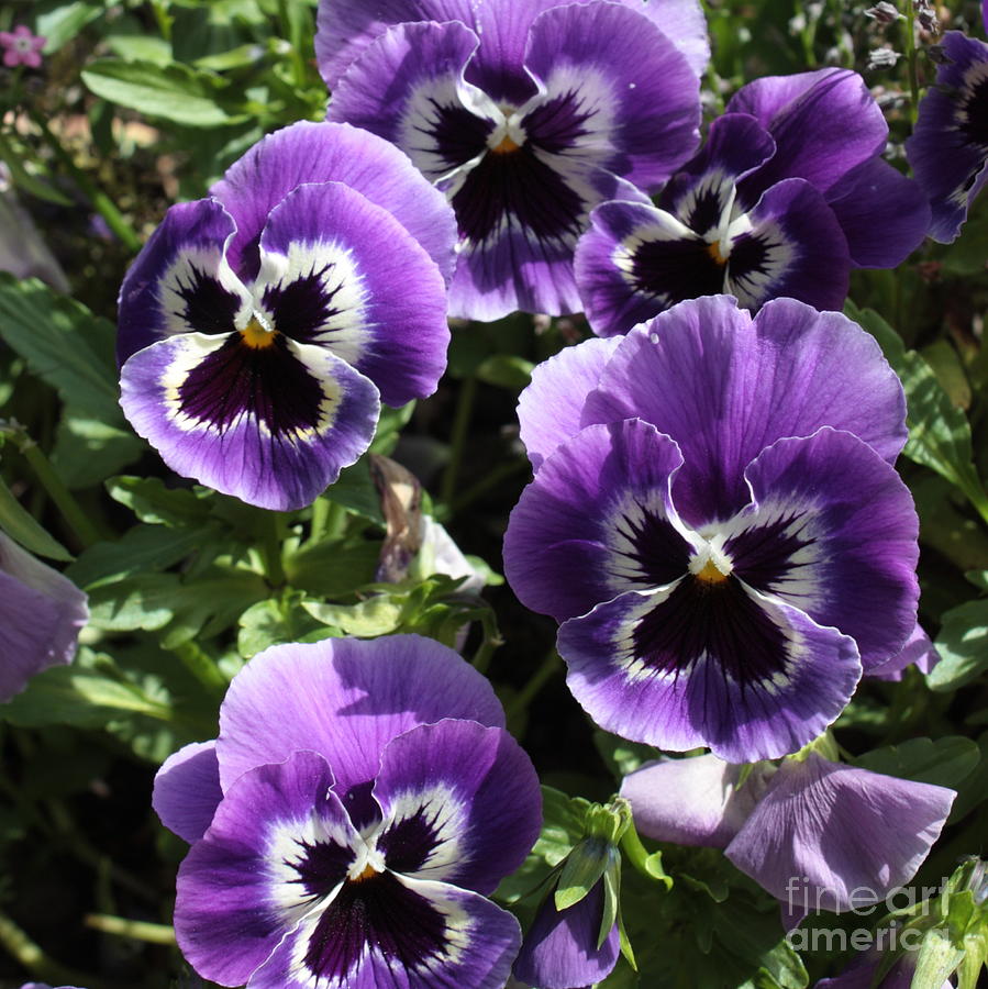 Summer Photograph - Purple Pansies Square by Carol Groenen