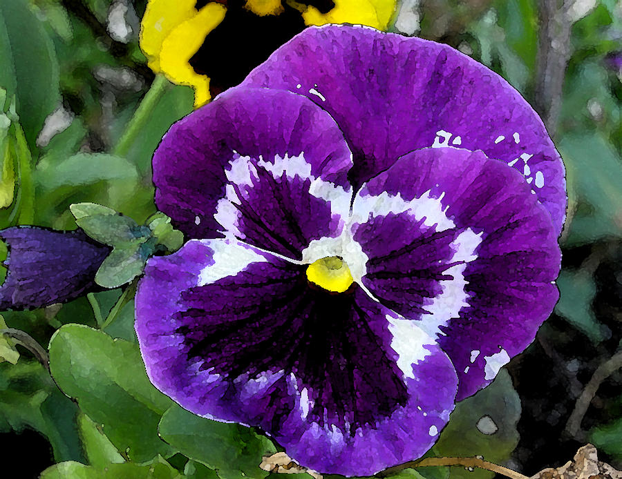 Purple Pansy Photograph by Laurie Pace
