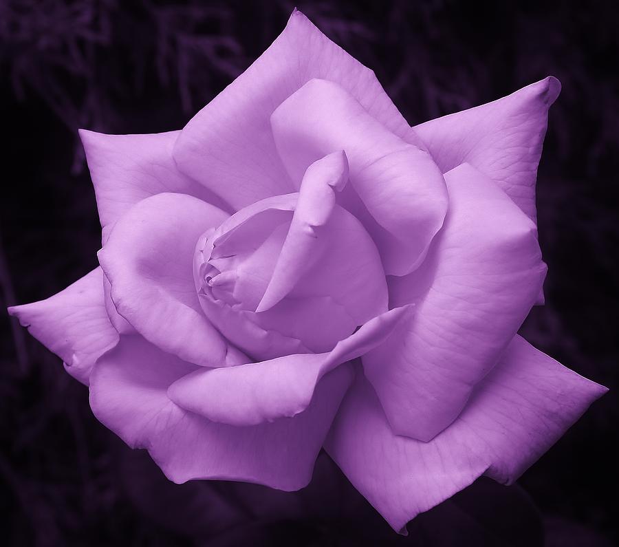 Summer Photograph - Purple Passion 1 by Bruce Bley