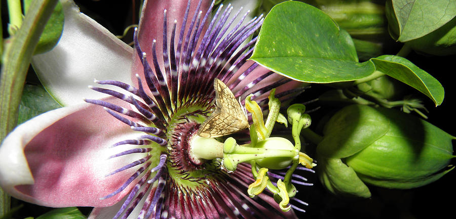 Purple Passion Flower  Photograph by Kim Galluzzo Wozniak