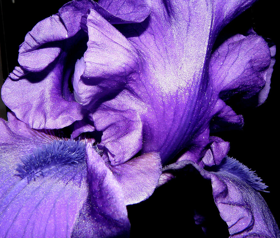 Purple Passion  Photograph by Kim Galluzzo Wozniak
