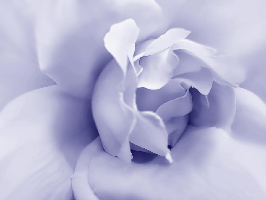 Purple Pastel Rose Flower Photograph by Jennie Marie Schell