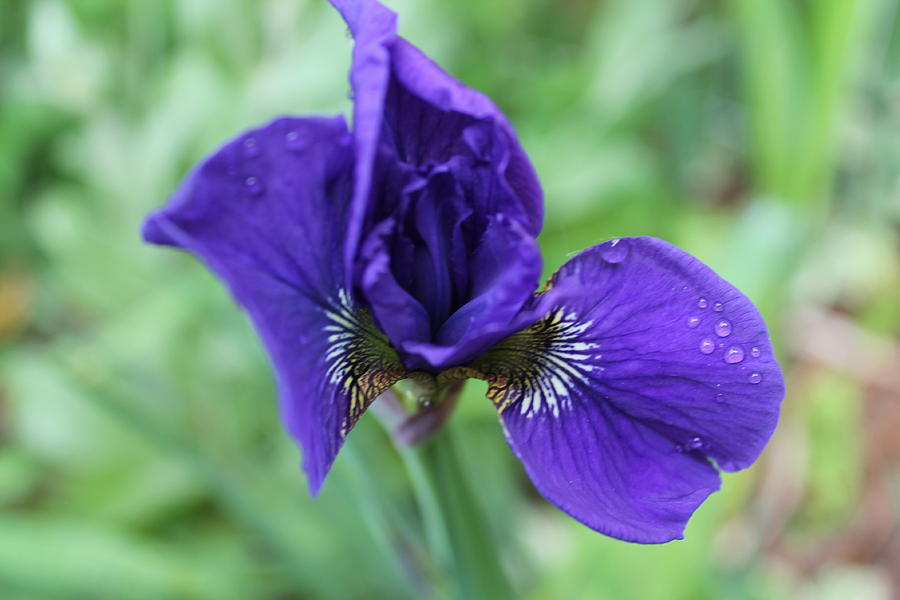 Purple People Eater Photograph by Mark Balcerzak | Pixels