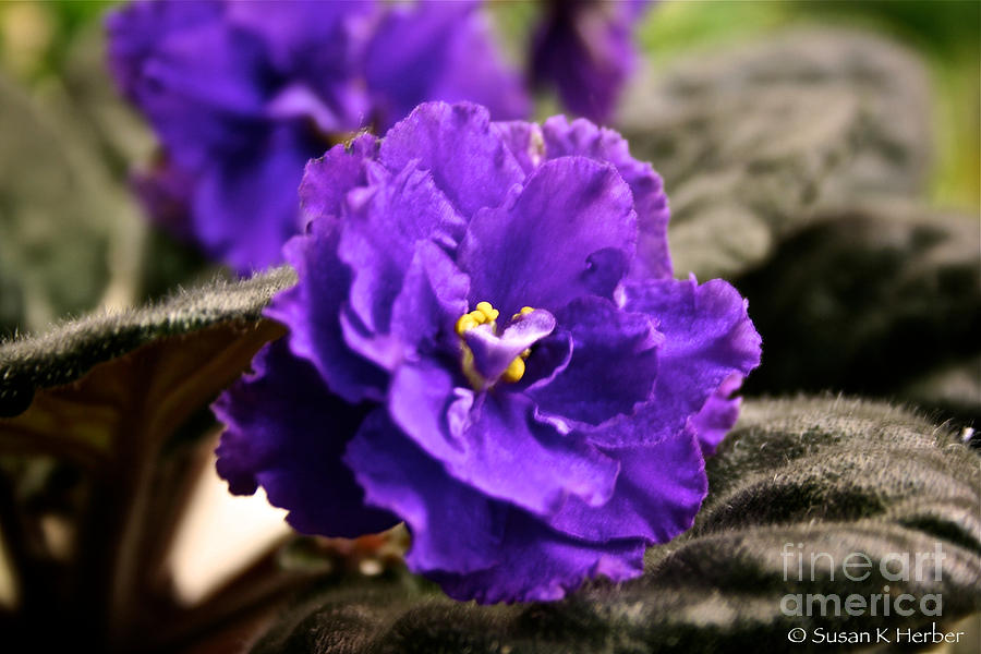 Purple Personality Photograph by Susan Herber