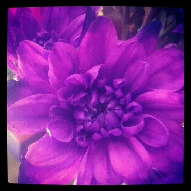 Summer Photograph - Purple petals by Kimberley Dennison