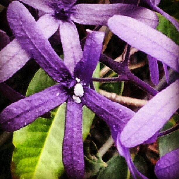 Purple Petals Photograph by Kristy Vlad