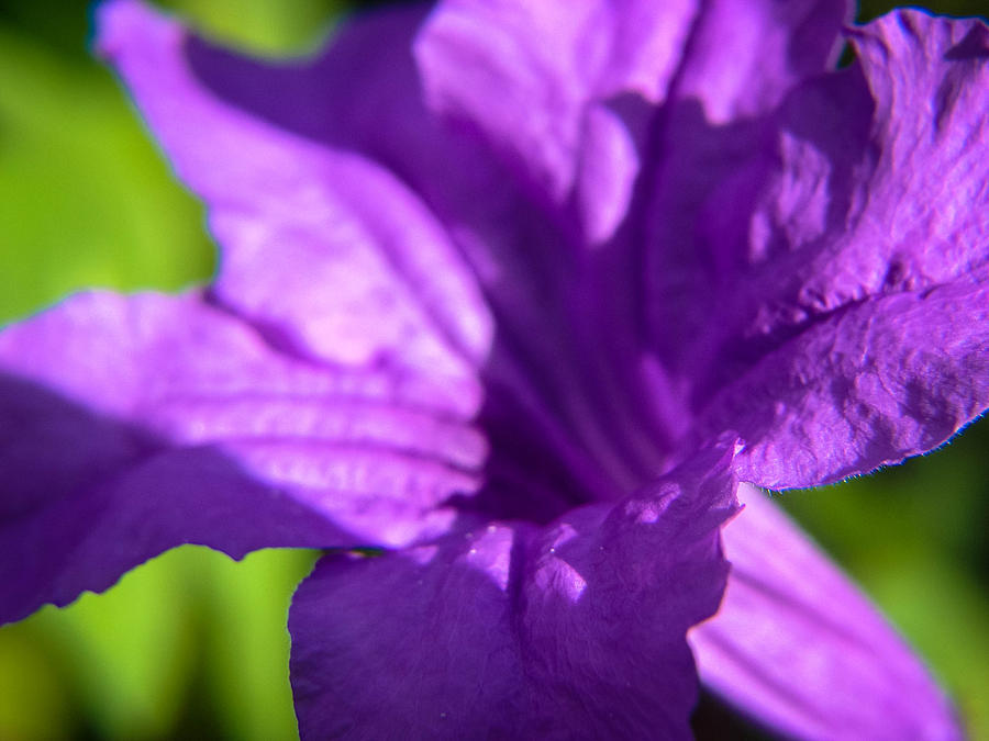 Purple Petals Photograph by Stacy Michelle Smith