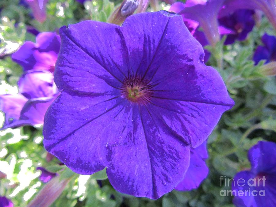 Purple Petunia Photograph by Susan Carella