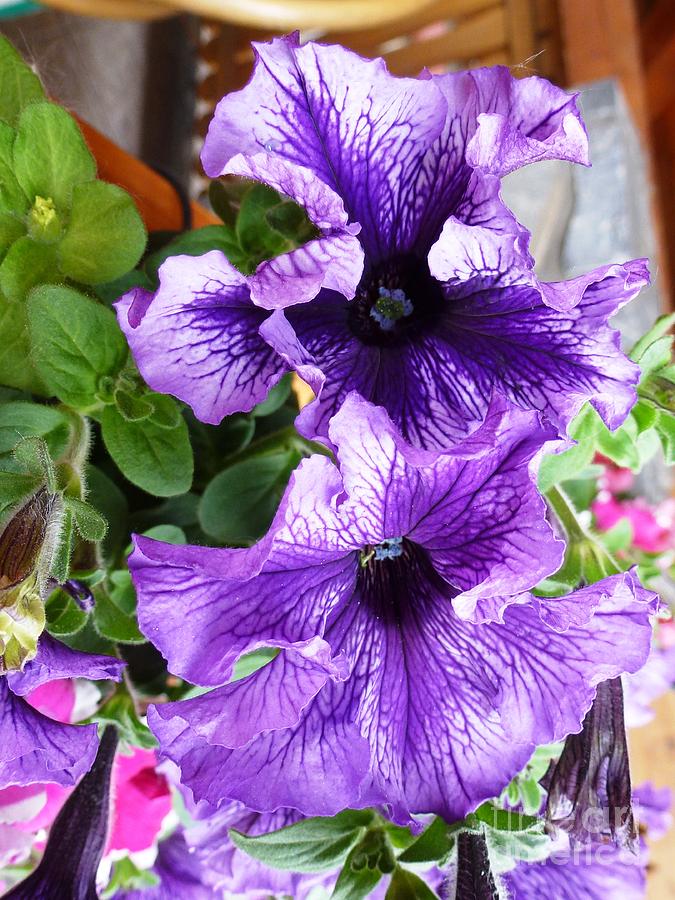 Purple Petunias Photograph by Amalia Suruceanu