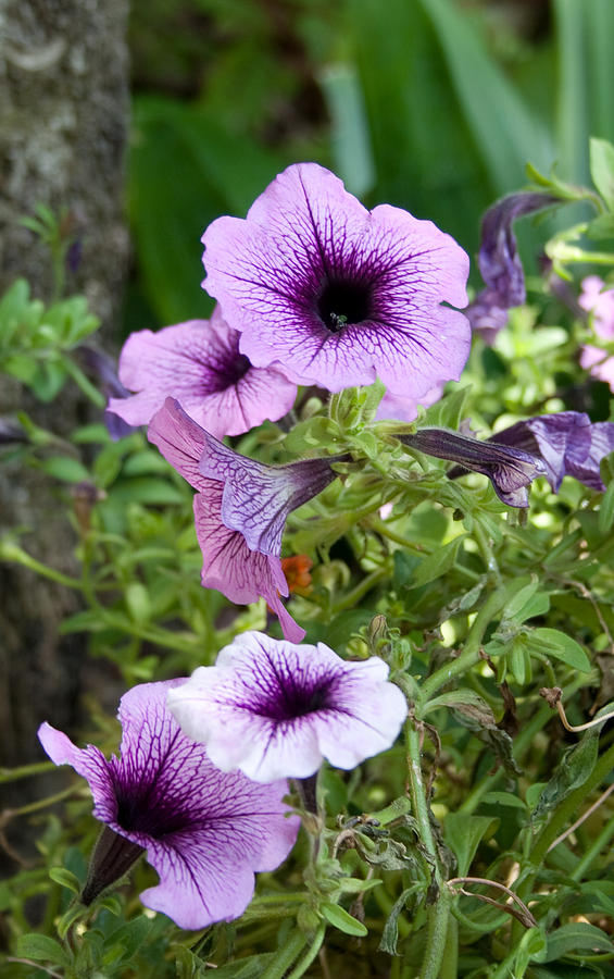 Purple Petunias Photograph by Karen Harrison Brown