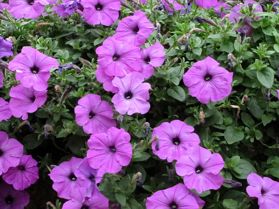 Purple Petunias Photograph by RobLew Photography