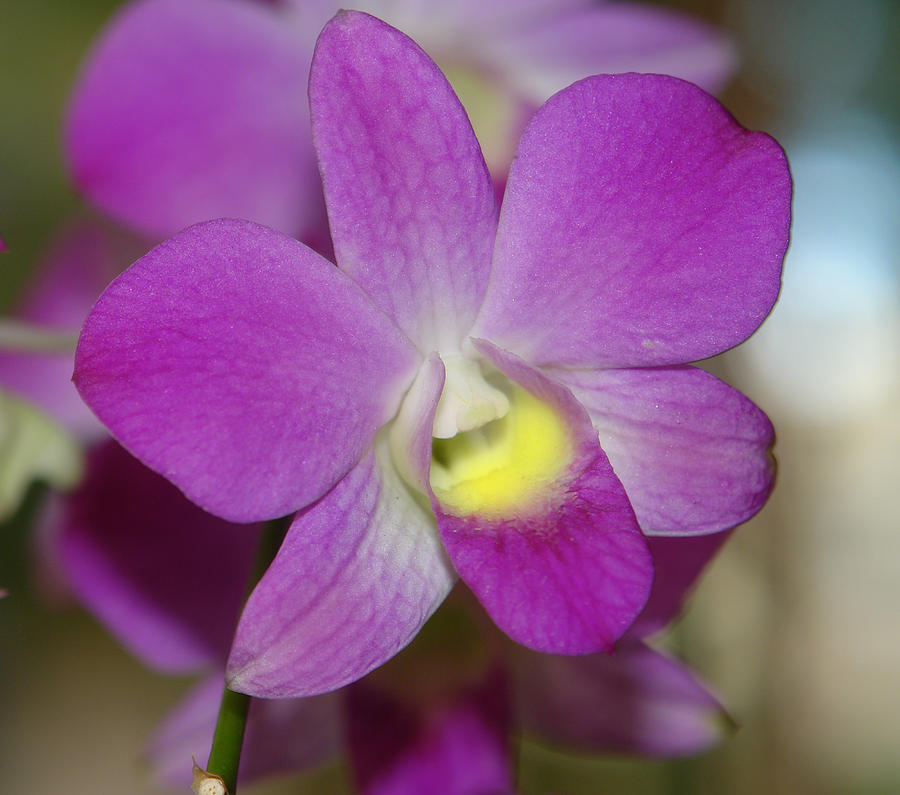 Purple Phaleonopsis Photograph by David Foster